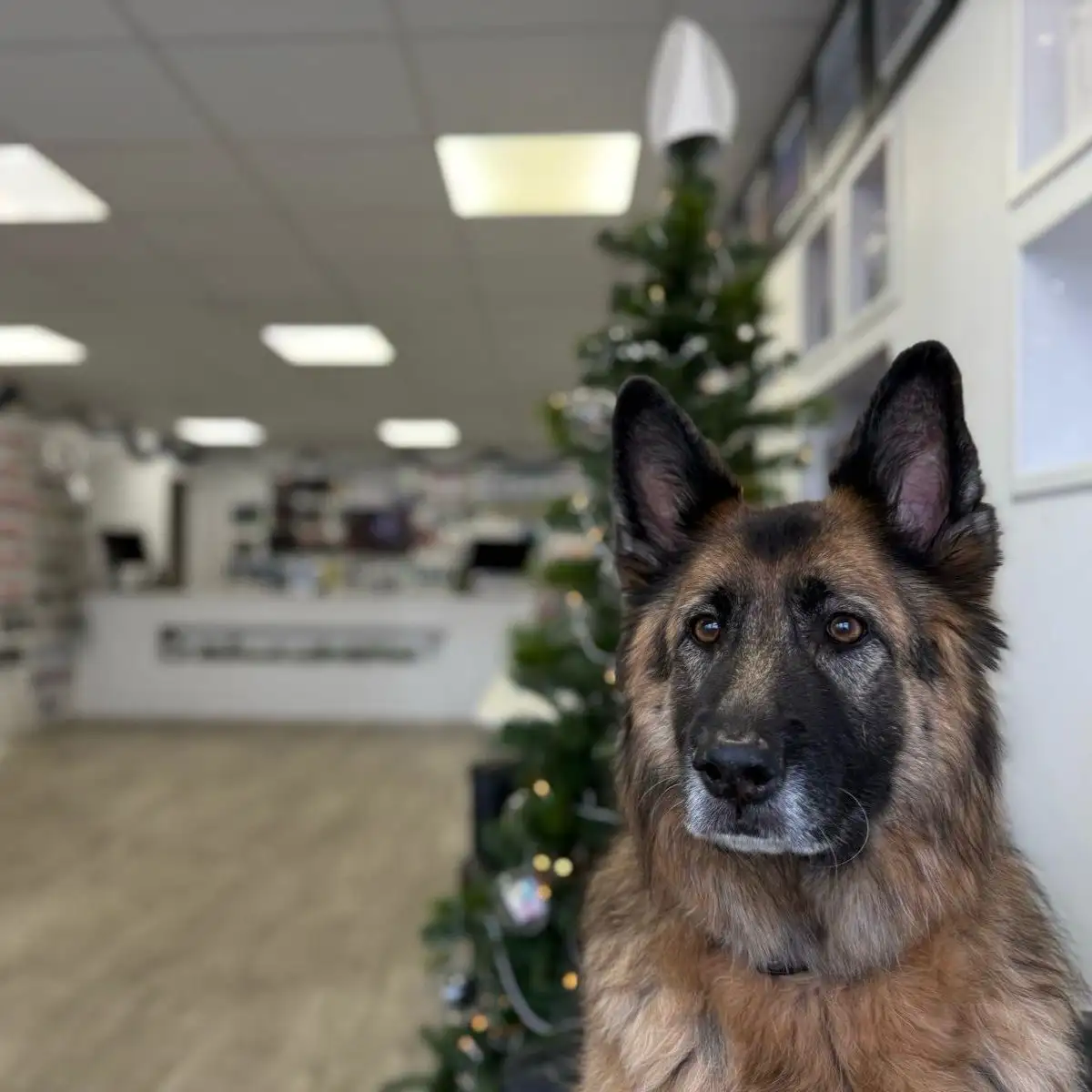 Petra the Office Dog at Christmas