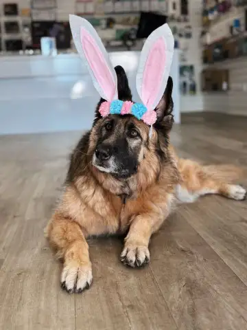 Petra the Office Dog at Easter Event